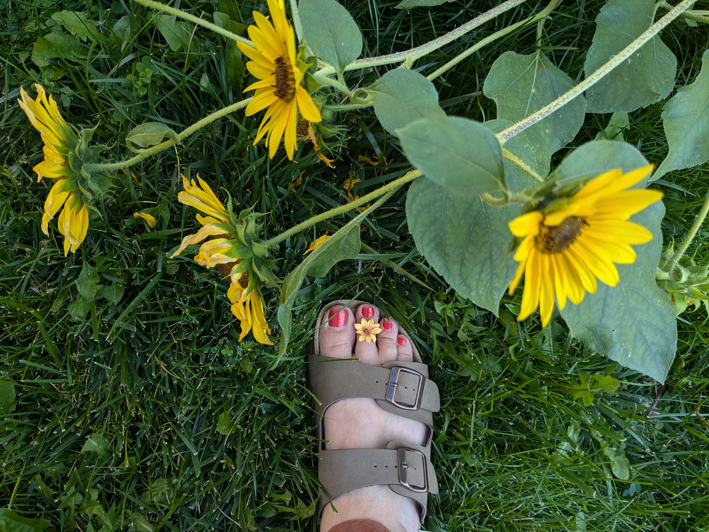 Sunflower and surprise toe flower pack